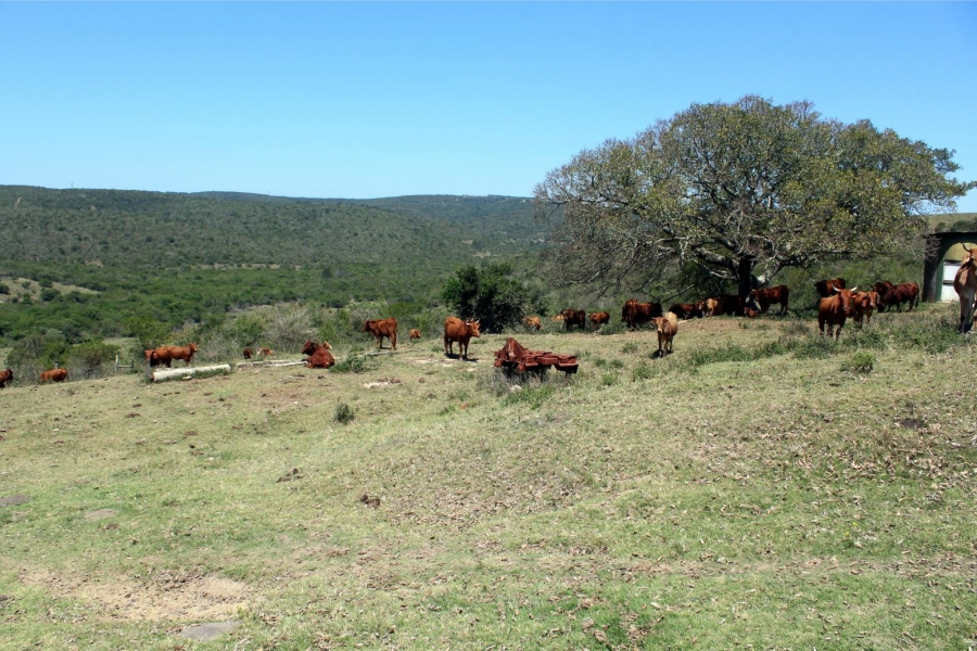 Commercial Property for Sale in Komga Rural Eastern Cape